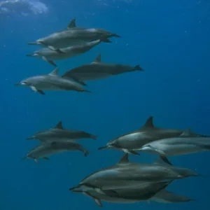 People enjoying beginner dive at Electric Beach
