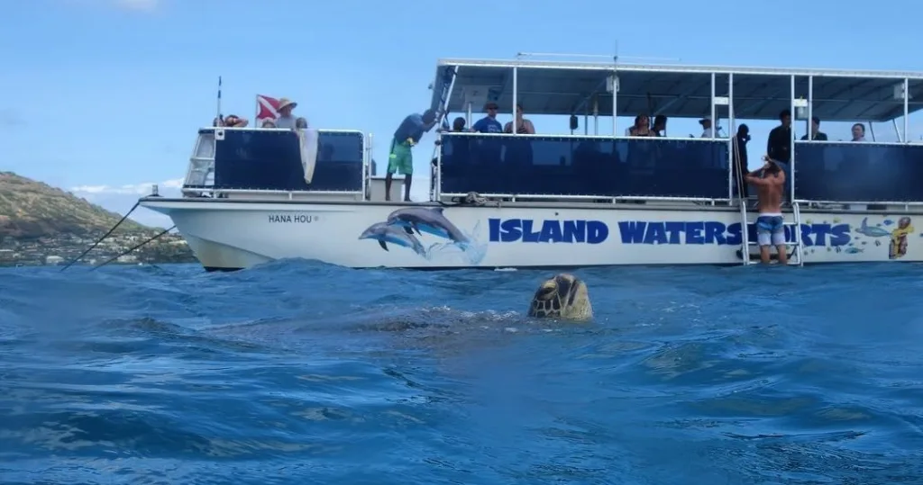 Snorkeling with turtles in Maunalua Bay’s clear waters