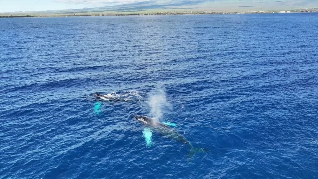 Private monohull cruise watching whales at sea