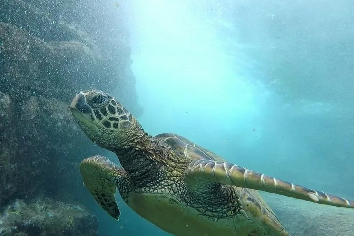 Ultimate ocean snorkeling encounter near Kona coast