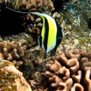 Group snorkeling early morning in clear Kona waters