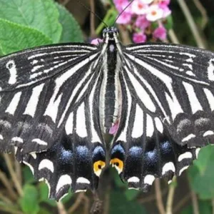 Visitors admiring exotic butterflies in lush garden