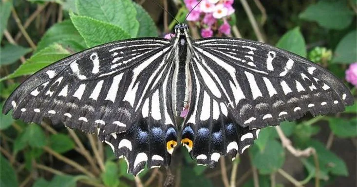 Visitors admiring exotic butterflies in lush garden