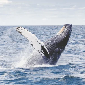 Guests enjoying private whale watching near Waikiki shores