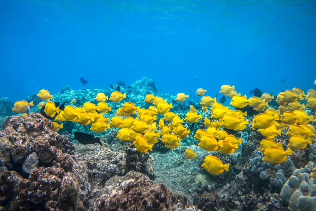 Snorkelers exploring coral reefs near Captain Cook Monument