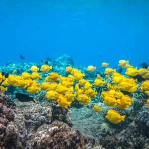 Snorkelers exploring coral reefs near Captain Cook Monument