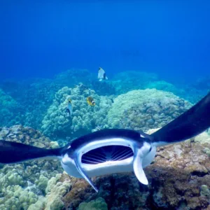 Snorkel with manta rays during a Kona night tour
