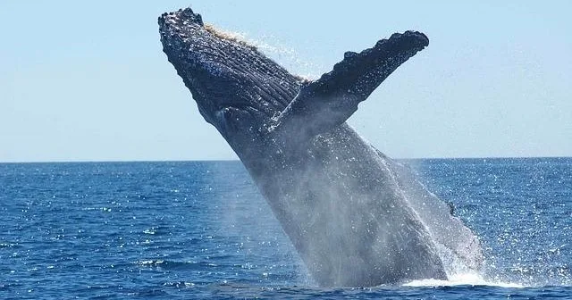 Tourists observing whales breaching near the shore
