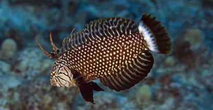 Small group scuba diving near glowing manta rays