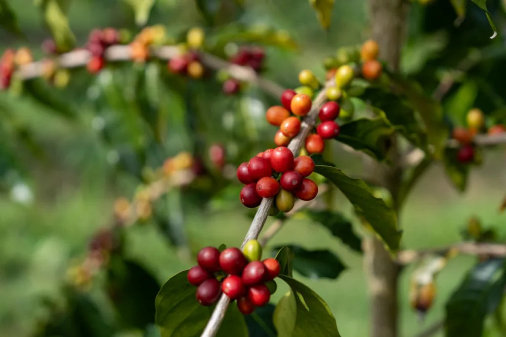 Visitors walking through coffee plants on farm tour