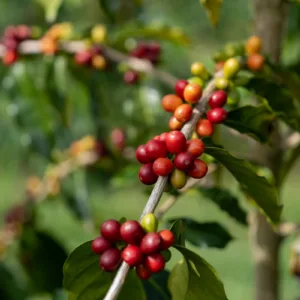 Visitors walking through coffee plants on farm tour