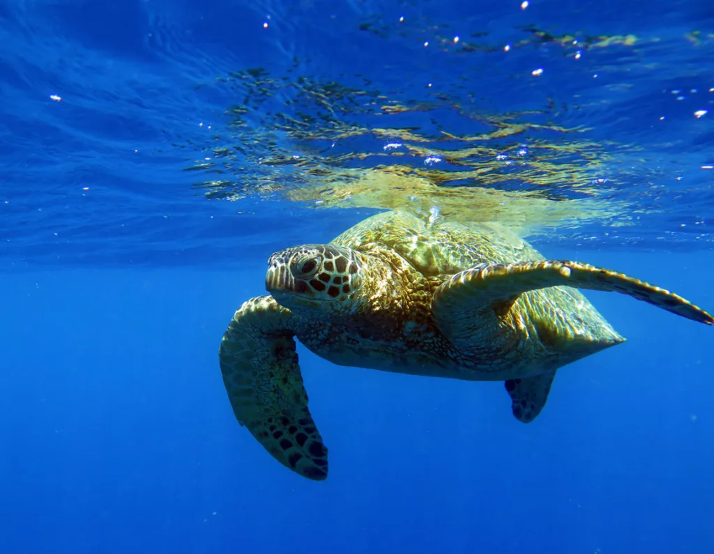 Snorkelers exploring vibrant coral in Turtle Canyon