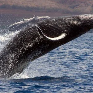 Watch majestic whales in their natural Kona habitat