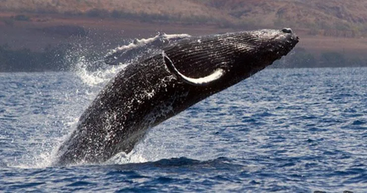 Watch majestic whales in their natural Kona habitat