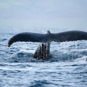 Sailing across Waikiki with whale watching views