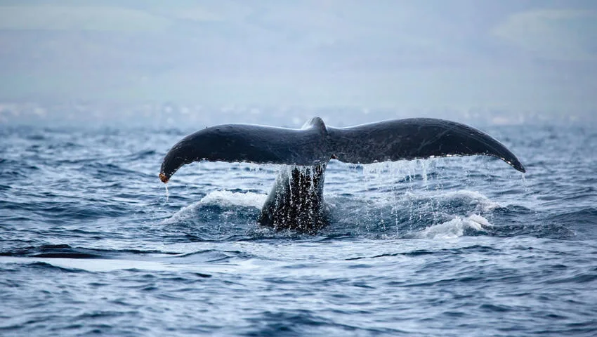 Sailing across Waikiki with whale watching views