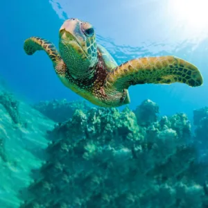 Sailing and snorkeling with turtles in Waikiki waters
