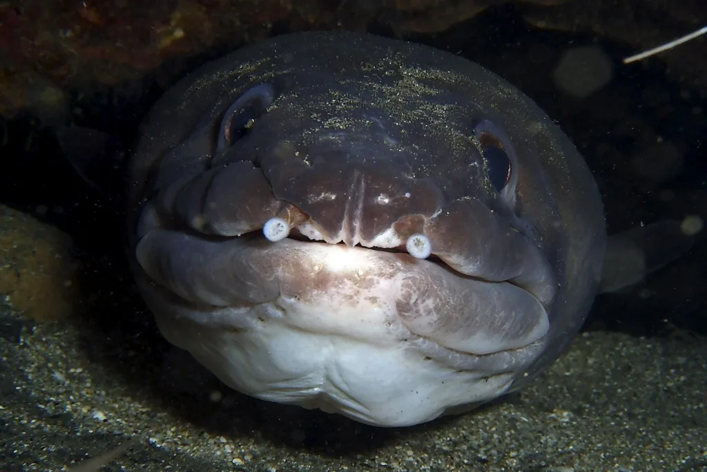 Nighttime scuba diving adventure in Waikiki waters