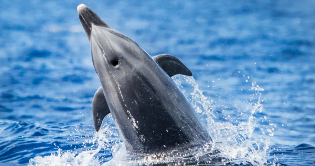 Ocean safari boat cruising near whale watching area