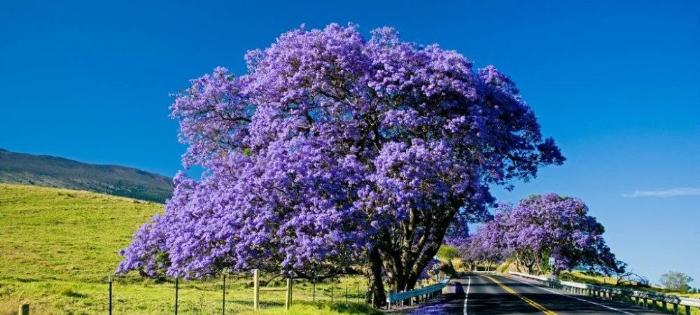 Full day Maui island tour including Haleakala visit