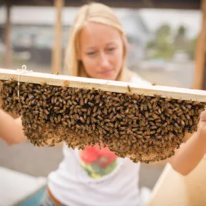 Exploring Kona’s history and local farms