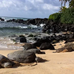 Private tour group exploring North Shore beaches