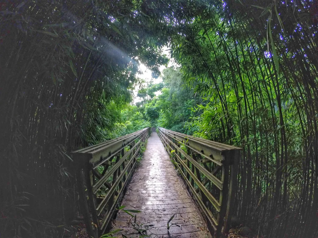 Hikers walking through bamboo forest near sacred pools