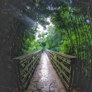 Hikers walking through bamboo forest near sacred pools