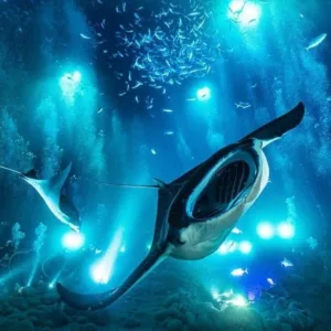 Snorkelers observing manta rays at sunset ocean dive