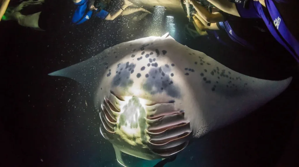 Night snorkeler holding glowing light board in ocean