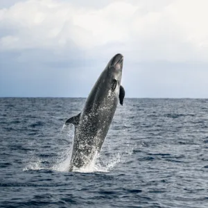 Pelagic whale watch boat searching for whales offshore
