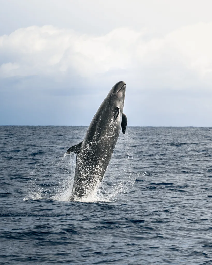Pelagic whale watch boat searching for whales offshore