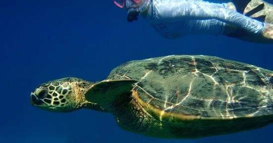 Snorkelers exploring vibrant coral reefs at Makena Turtle Town