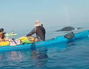 Snorkelers watching whales near South Maui Makena coastline
