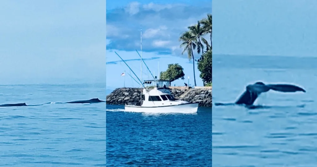 Tourists watching whales breach near a tropical coastline