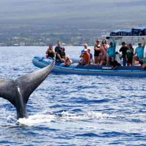 Snorkelers exploring Molokini crater with whales nearby