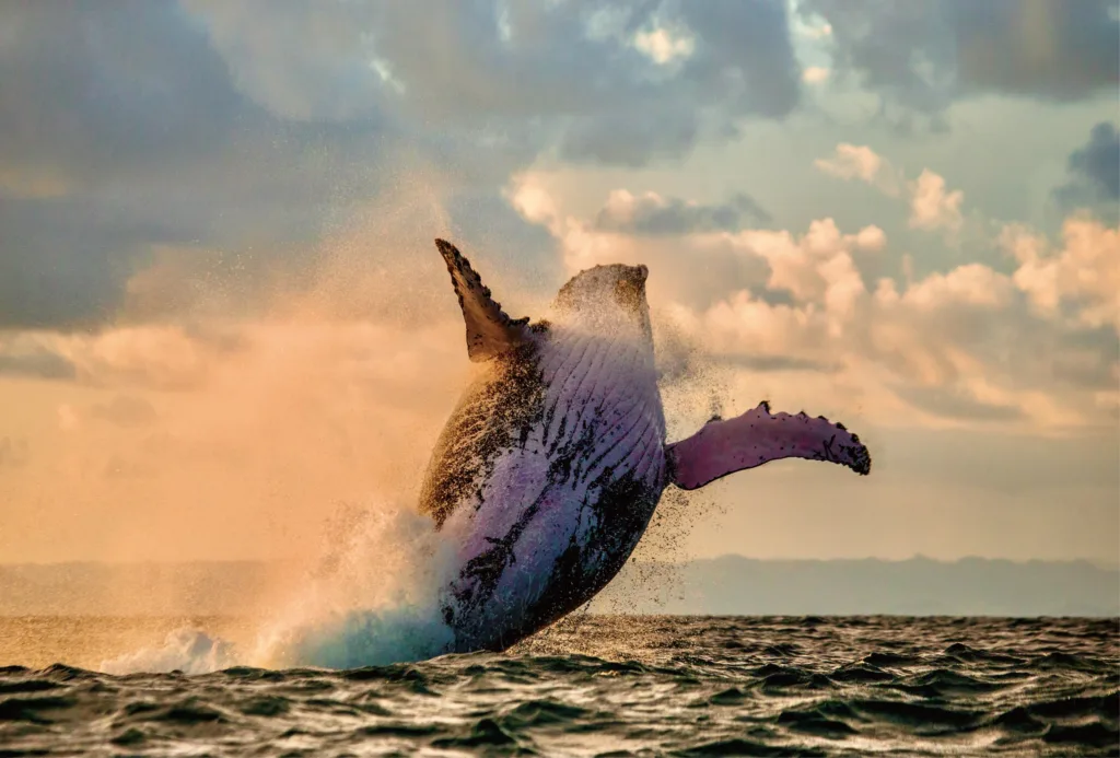 Sunset cruise with whale sightings off Oahu coast
