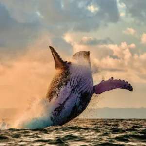 Sunset cruise with whale sightings off Oahu coast