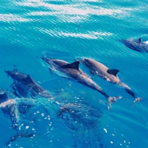 Swimmer interacting with wild dolphins in Hawaii