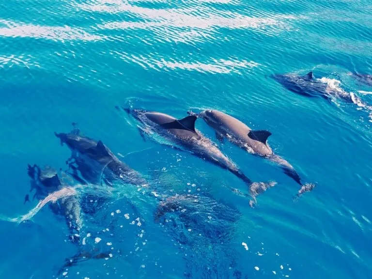 Swimmer interacting with wild dolphins in Hawaii