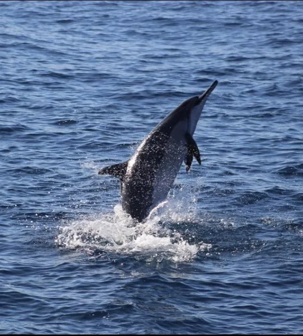 Snorkeling tour encountering diverse island wildlife underwater