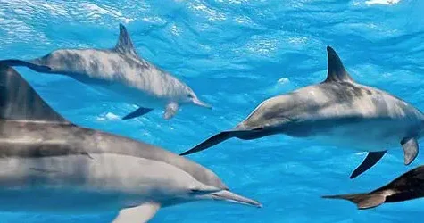 Private charter boat cruising through clear blue waters