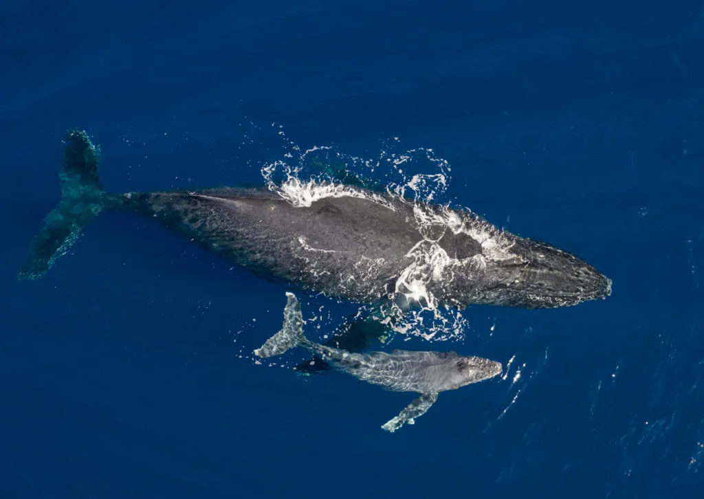 Whale watching tour boat off Kona Coast