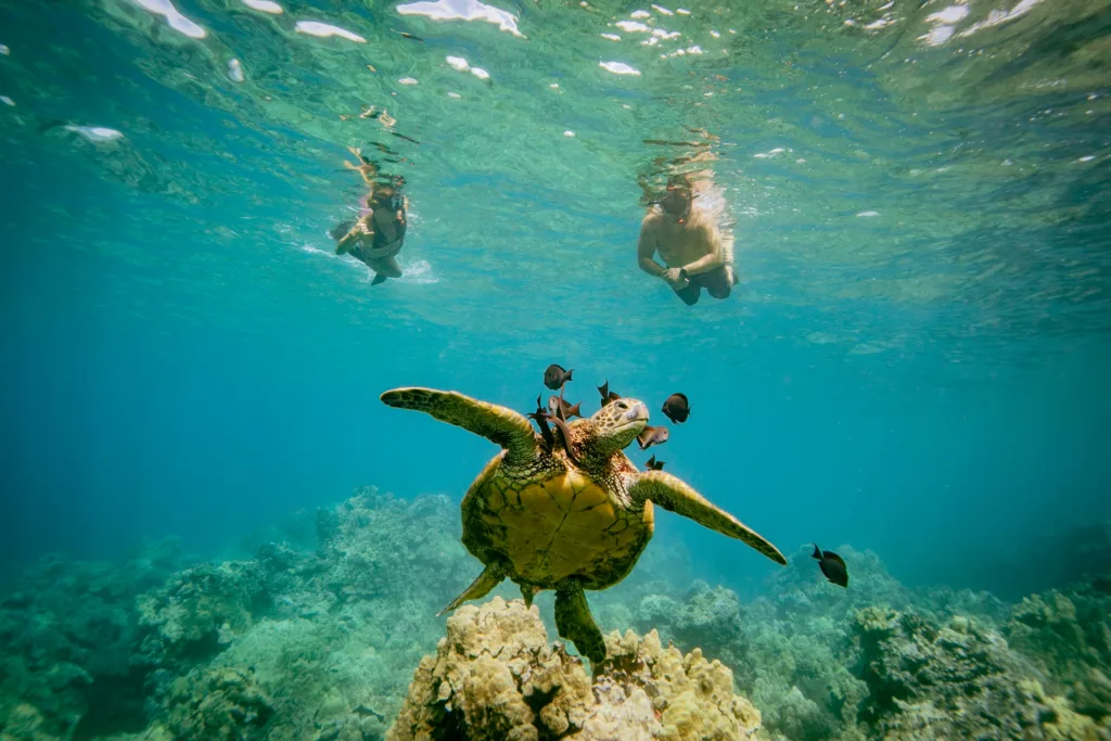 Discover colorful coral gardens and swim with turtles for three hours
