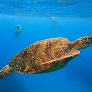 Snorkel through Turtle Canyons with vibrant underwater scenery