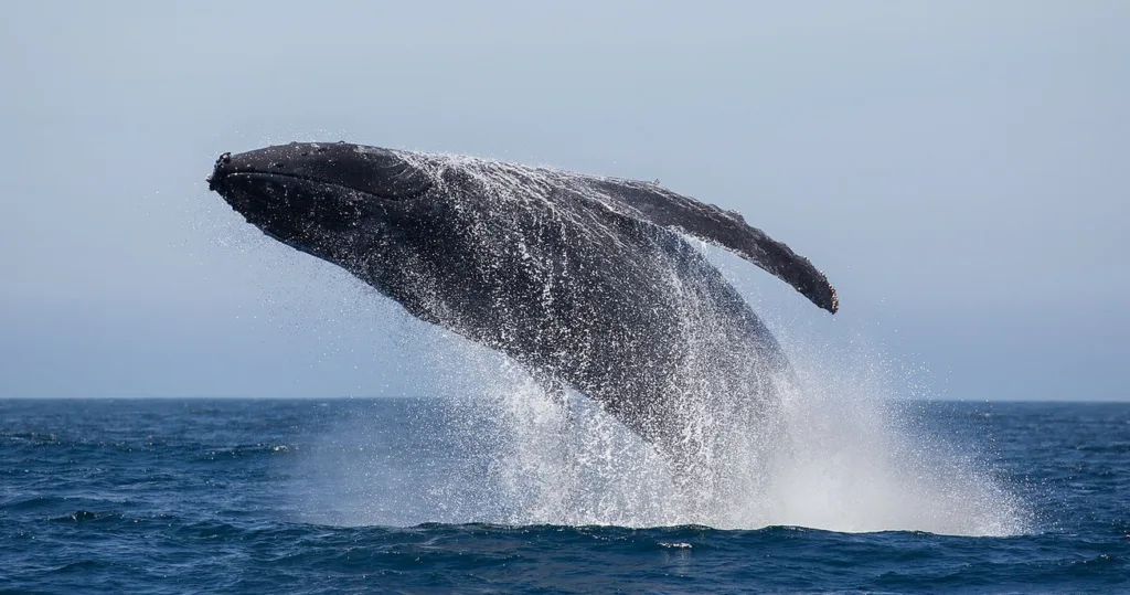 Small private boat with group watching whales in ocean