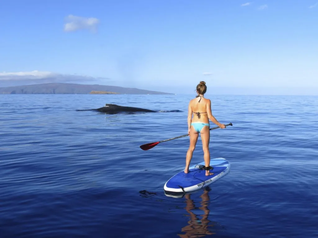 Private paddleboard whale watching experience on calm seas