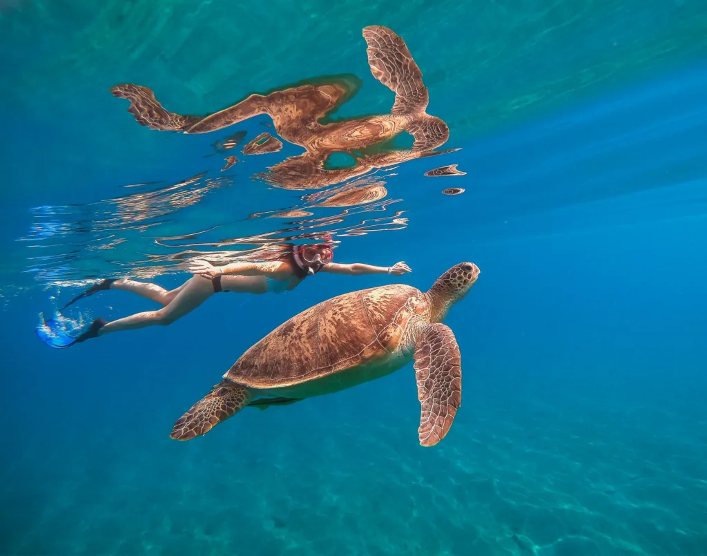 Snorkeler swimming near a sea turtle underwater