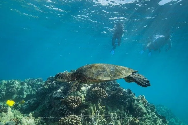 Snorkelers watching dolphins and turtles in ocean
