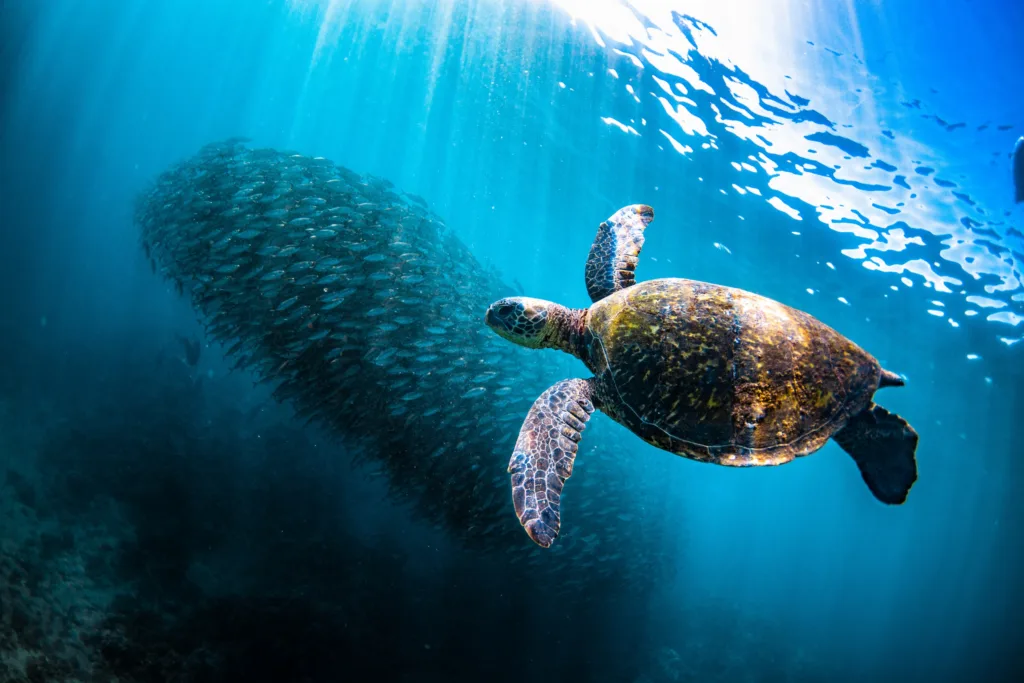 Morning snorkeling adventure exploring Na Pali Coast Maui